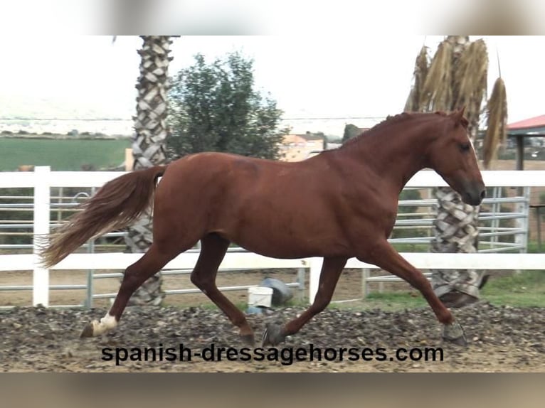 PRE Mestizo Semental 3 años 155 cm Alazán in Barcelona