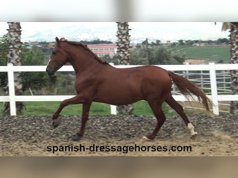 PRE Mestizo Semental 3 años 155 cm Alazán in Barcelona