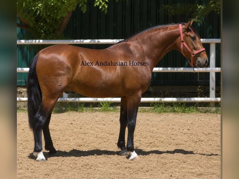 PRE Mestizo Semental 3 años 155 cm Castaño in Sevilla