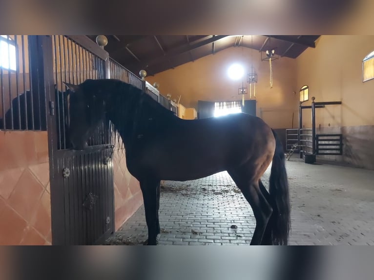 PRE Semental 3 años 155 cm Castaño in Almonte