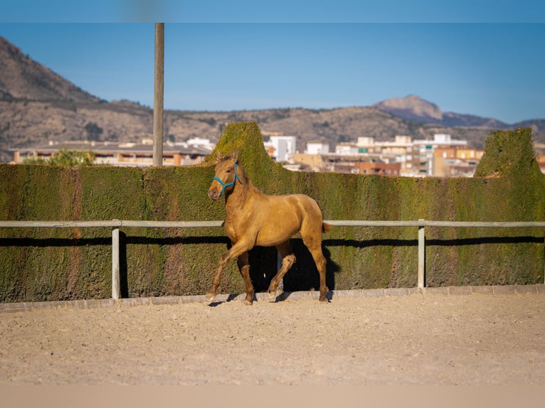 PRE Mestizo Semental 3 años 155 cm Champán in Rafelguaraf