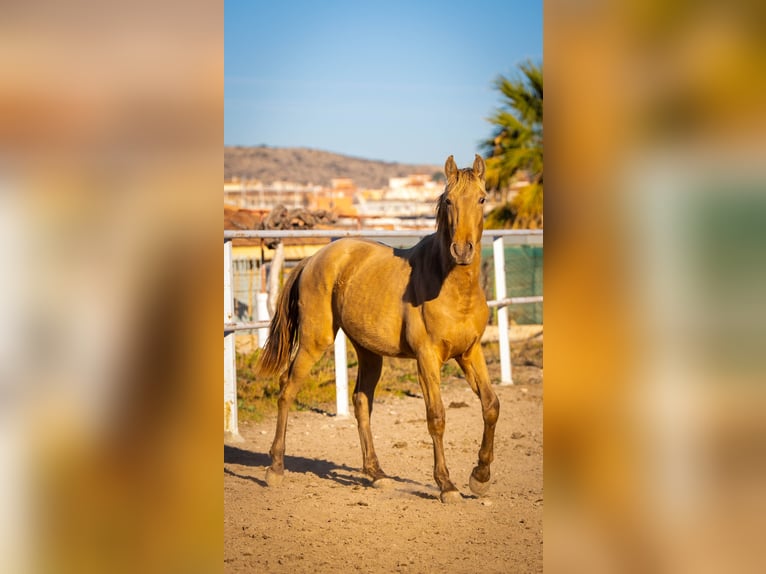 PRE Mestizo Semental 3 años 155 cm Champán in Rafelguaraf