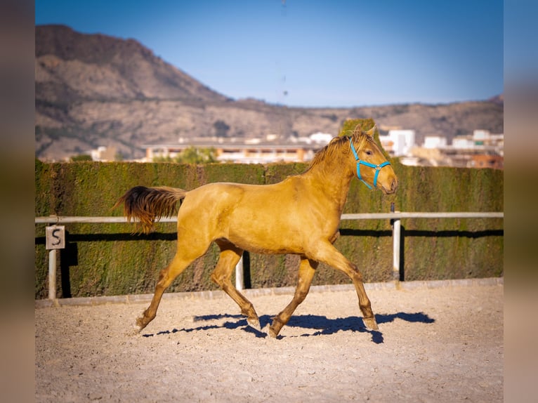 PRE Mestizo Semental 3 años 155 cm Champán in Rafelguaraf