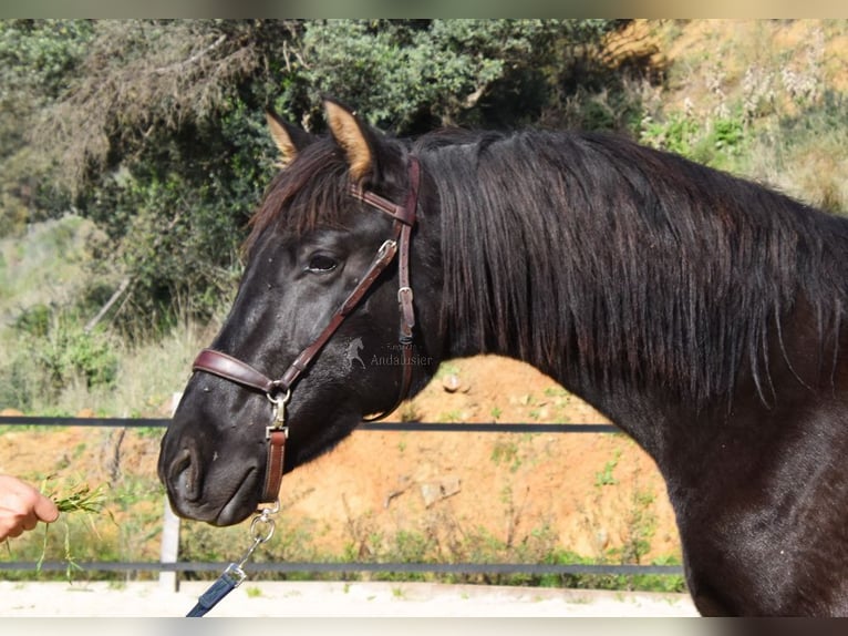 PRE Semental 3 años 155 cm Negro in Provinz Malaga