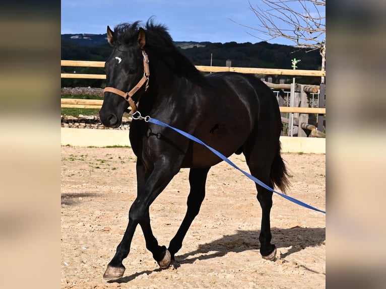 PRE Mestizo Semental 3 años 155 cm Negro in Menorca