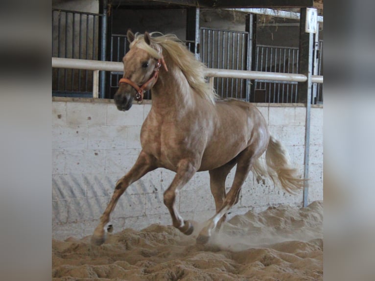 PRE Semental 3 años 155 cm Palomino in Vejer de la Frontera