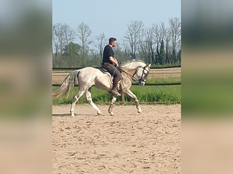 PRE Mestizo Semental 3 años 155 cm Tordo in Milano