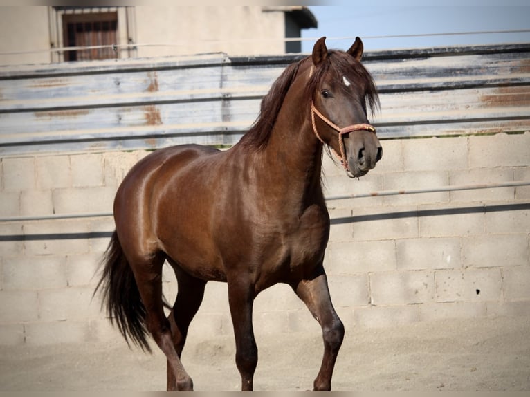 PRE Mestizo Semental 3 años 156 cm Alazán-tostado in Valencia