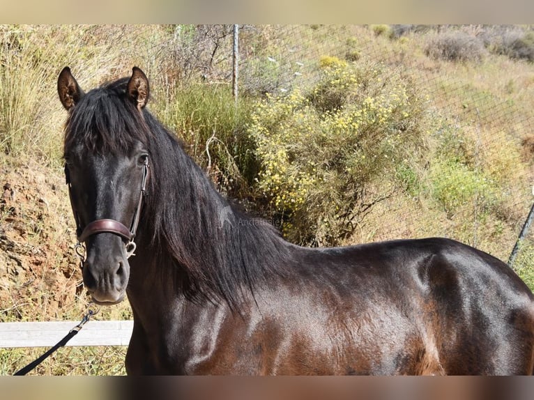 PRE Semental 3 años 156 cm Negro in Provinz Malaga