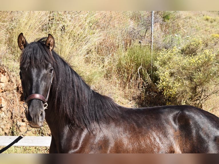 PRE Semental 3 años 156 cm Negro in Provinz Malaga