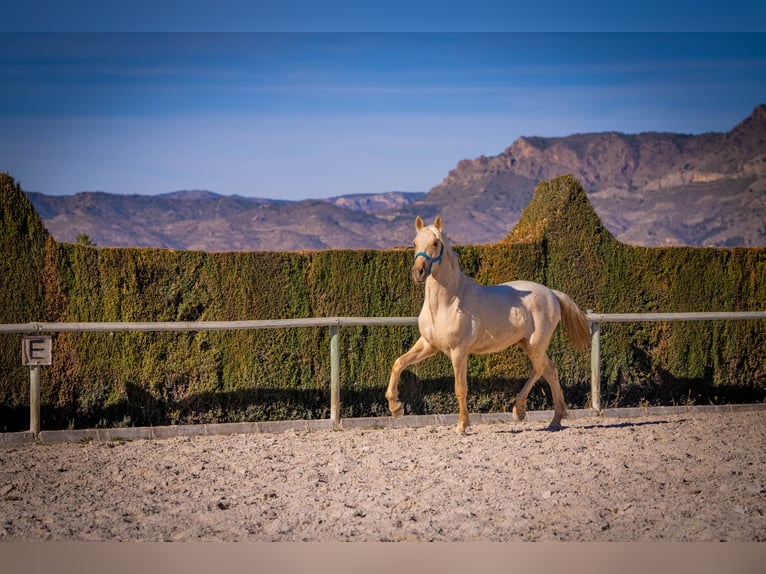 PRE Mestizo Semental 3 años 156 cm Palomino in Rafelguaraf