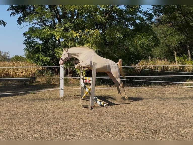 PRE Mestizo Semental 3 años 156 cm Perlino in Visz