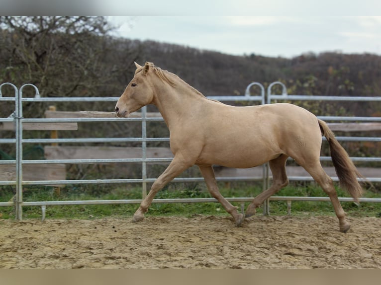 PRE Semental 3 años 157 cm Champán in Kirn