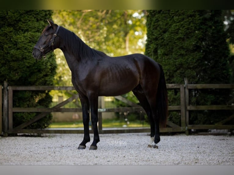 PRE Mestizo Semental 3 años 157 cm Negro in Edling