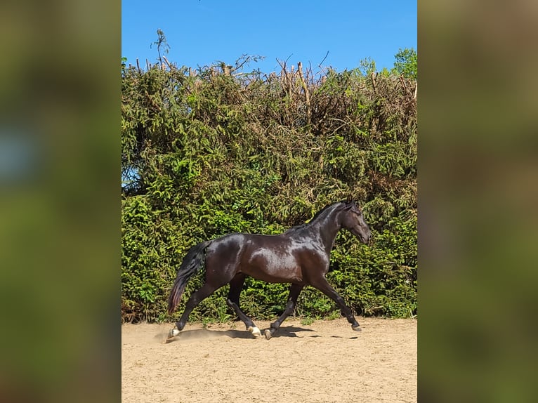 PRE Mestizo Semental 3 años 157 cm Negro in Edling