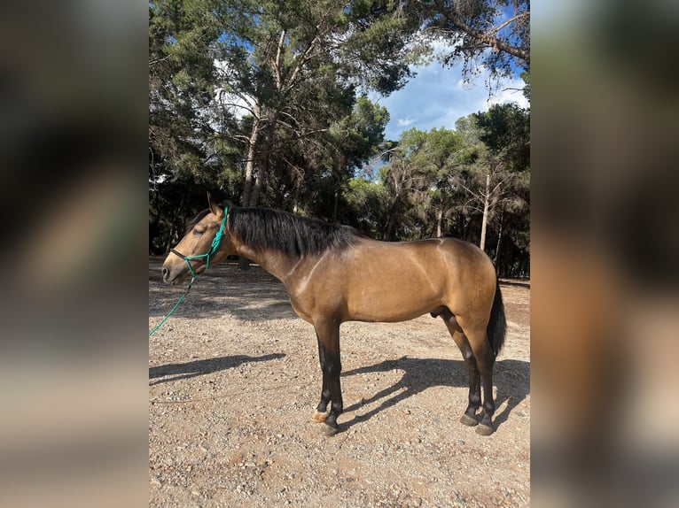 PRE Mestizo Semental 3 años 158 cm Bayo in Torremolinos
