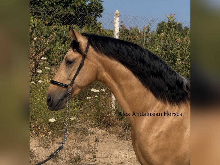 PRE Mestizo Semental 3 años 158 cm Buckskin/Bayo in Sevilla