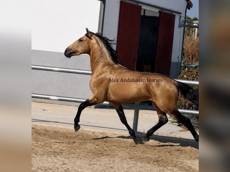 PRE Mestizo Semental 3 años 158 cm Buckskin/Bayo in Sevilla