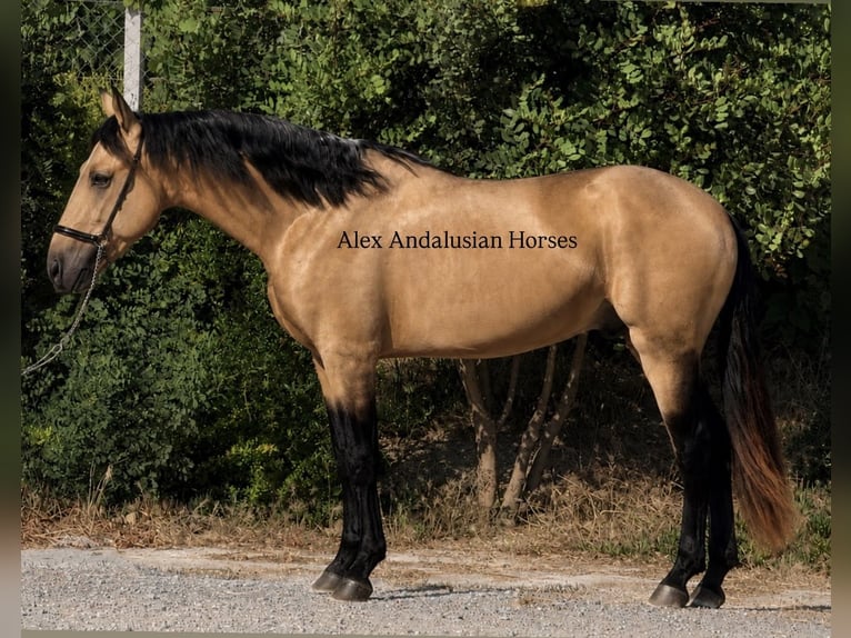 PRE Mestizo Semental 3 años 158 cm Buckskin/Bayo in Sevilla