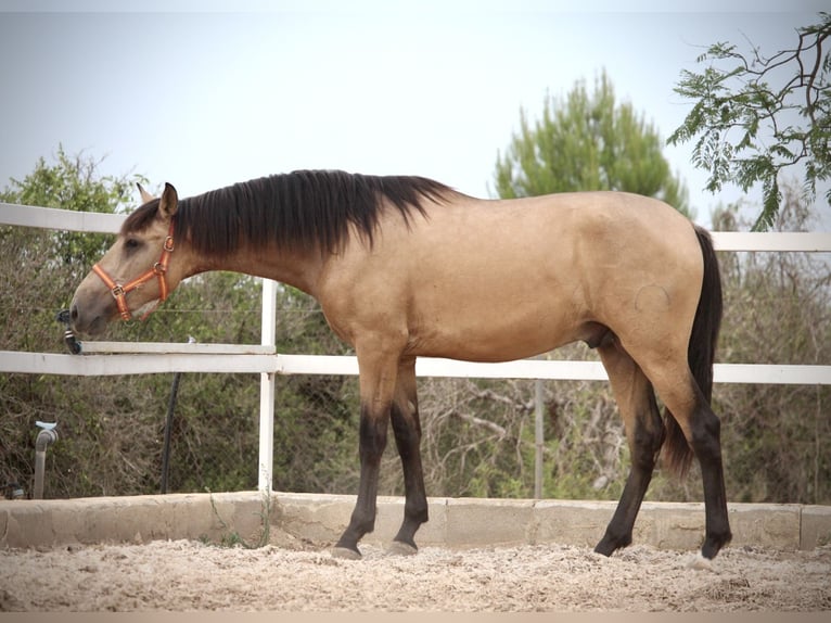 PRE Semental 3 años 158 cm Buckskin/Bayo in Valencia