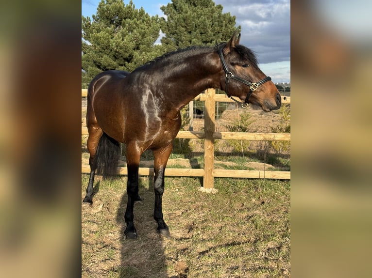 PRE Semental 3 años 158 cm Castaño oscuro in Soria