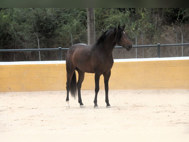 PRE Mestizo Semental 3 años 158 cm Castaño oscuro in Hamburg