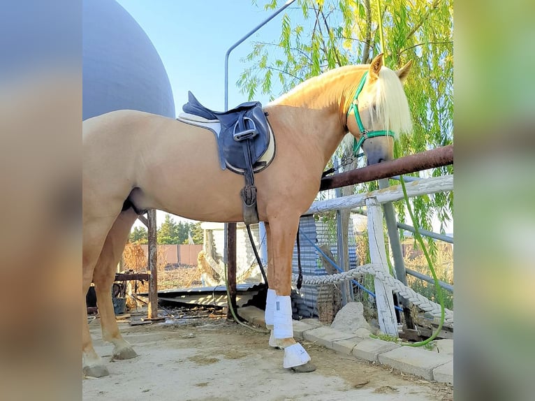 PRE Mestizo Semental 3 años 158 cm Palomino in Sanlucar