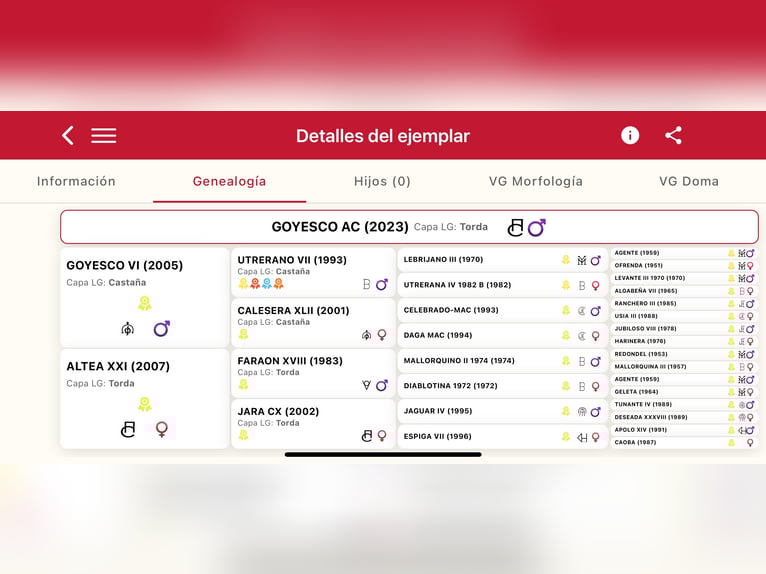 PRE Semental 3 años 158 cm Tordo in Mijas