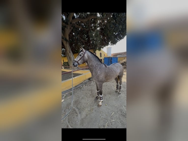 PRE Semental 3 años 158 cm Tordo in Mijas