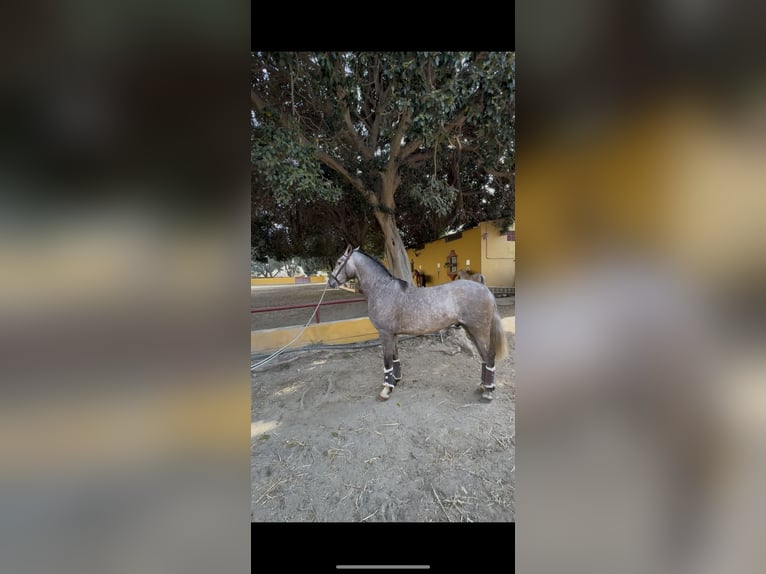 PRE Semental 3 años 158 cm Tordo in Mijas