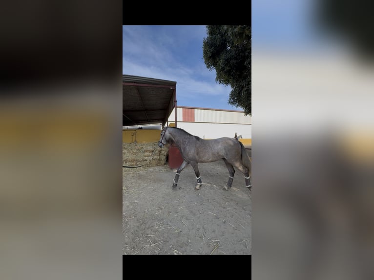 PRE Semental 3 años 158 cm Tordo in Mijas