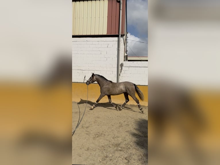 PRE Semental 3 años 158 cm Tordo in Mijas