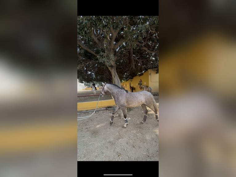 PRE Semental 3 años 158 cm Tordo in Mijas