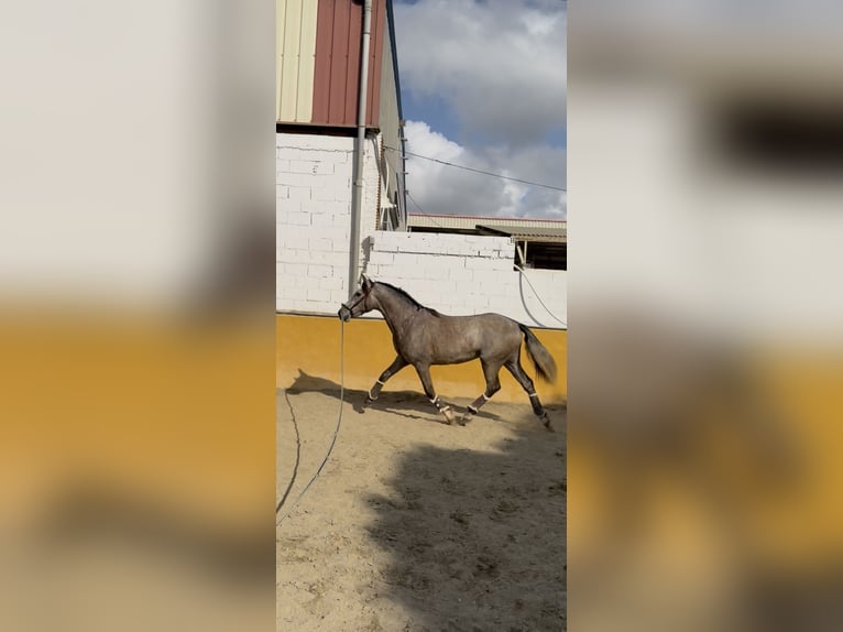 PRE Semental 3 años 158 cm Tordo in Mijas