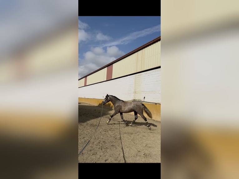 PRE Semental 3 años 158 cm Tordo in Mijas