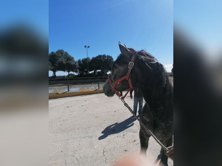 PRE Mestizo Semental 3 años 158 cm Tordo in Pilas