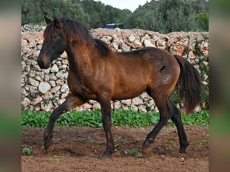 PRE Semental 3 años 159 cm Castaño in Menorca