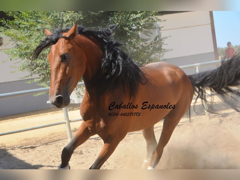 PRE Semental 3 años 159 cm Castaño in Vejer de la Frontera