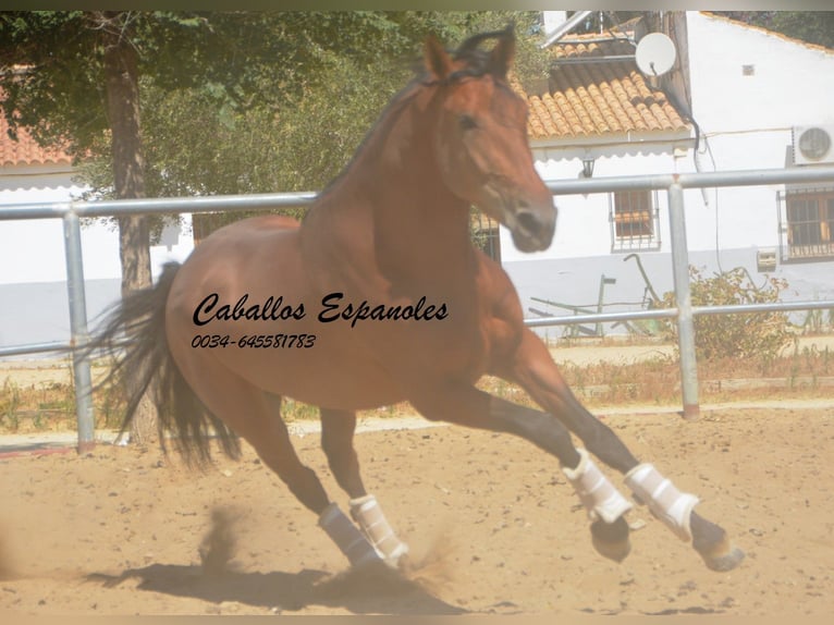 PRE Semental 3 años 159 cm Castaño in Vejer de la Frontera