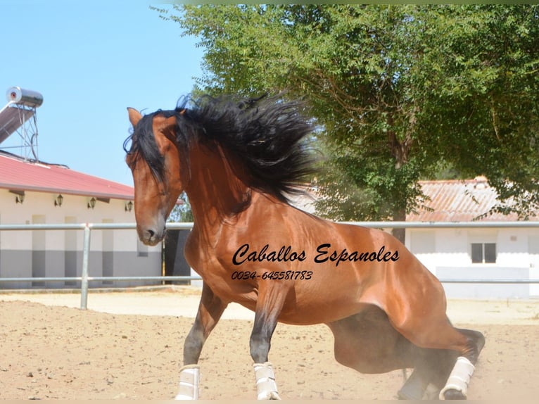 PRE Semental 3 años 159 cm Castaño in Vejer de la Frontera