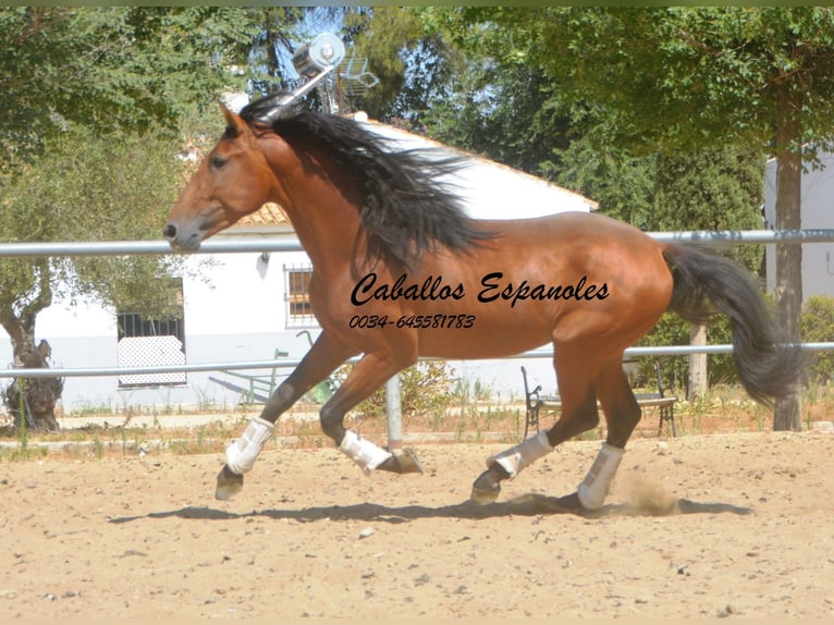PRE Semental 3 años 159 cm Castaño in Vejer de la Frontera