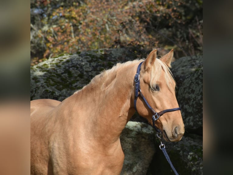 PRE Semental 3 años 159 cm Palomino in El Real De La Jara