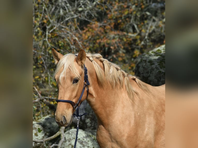 PRE Semental 3 años 159 cm Palomino in El Real De La Jara