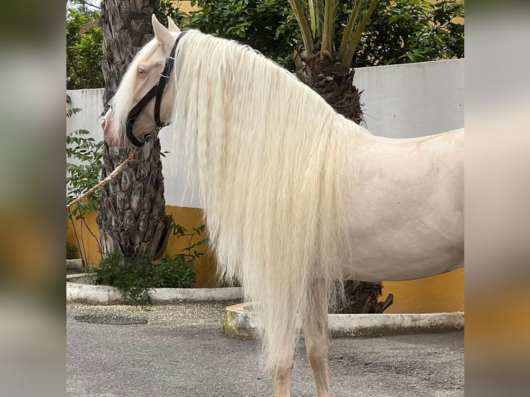 PRE Mestizo Semental 3 años 159 cm Perlino in Kirn