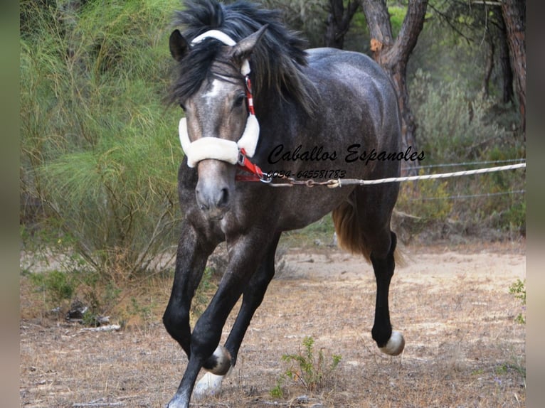 PRE Semental 3 años 159 cm Tordillo negro in Vejer de la Frontera
