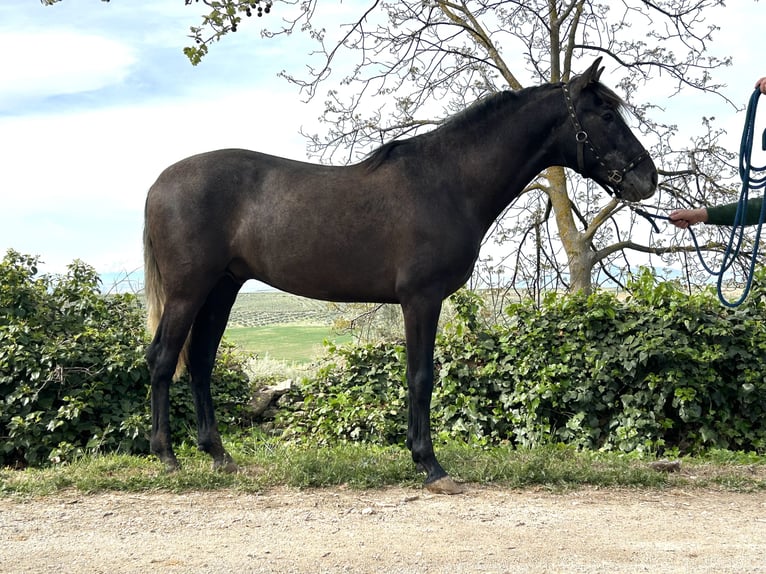 PRE Mestizo Semental 3 años 159 cm Tordo in Baza