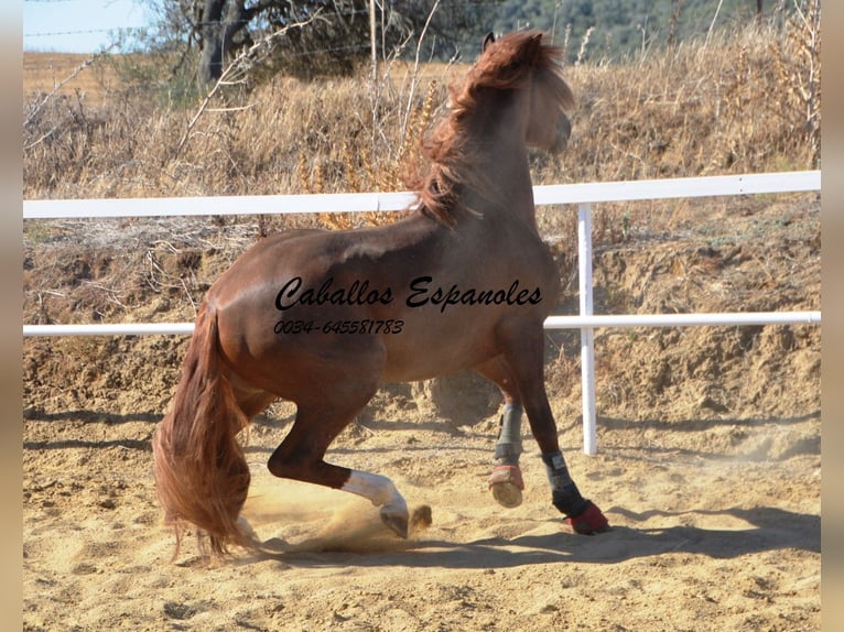 PRE Semental 3 años 160 cm Alazán in Vejer de la Frontera