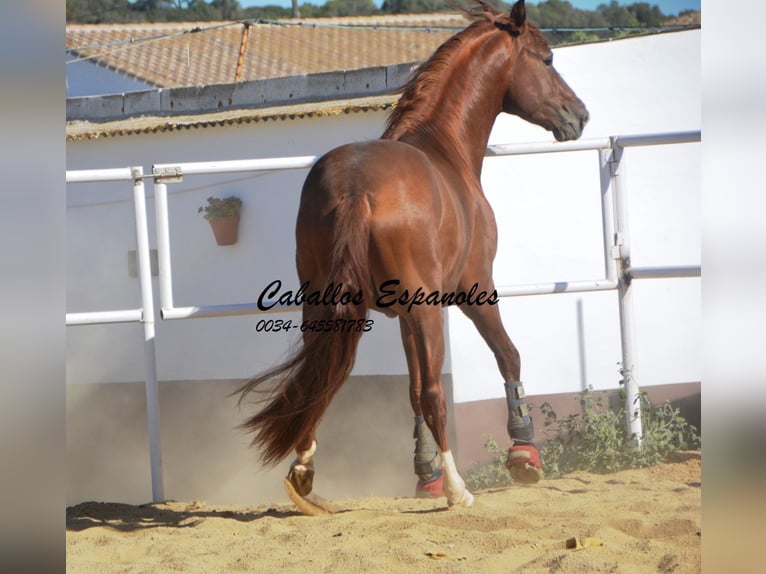 PRE Semental 3 años 160 cm Alazán in Vejer de la Frontera