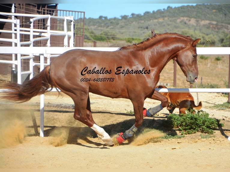 PRE Semental 3 años 160 cm Alazán in Vejer de la Frontera