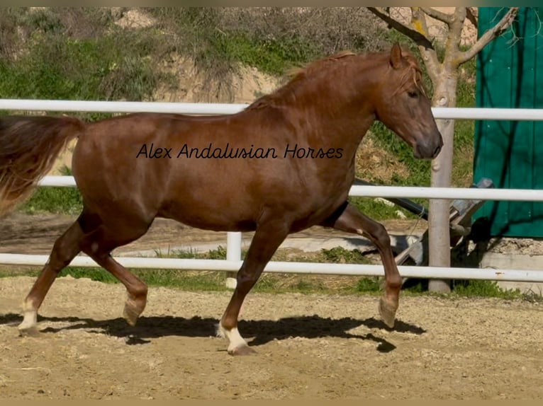 PRE Mestizo Semental 3 años 160 cm Alazán-tostado in Sevilla